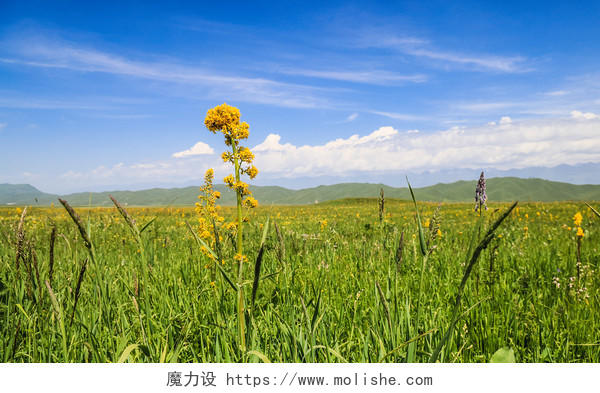 新疆草原美丽风光